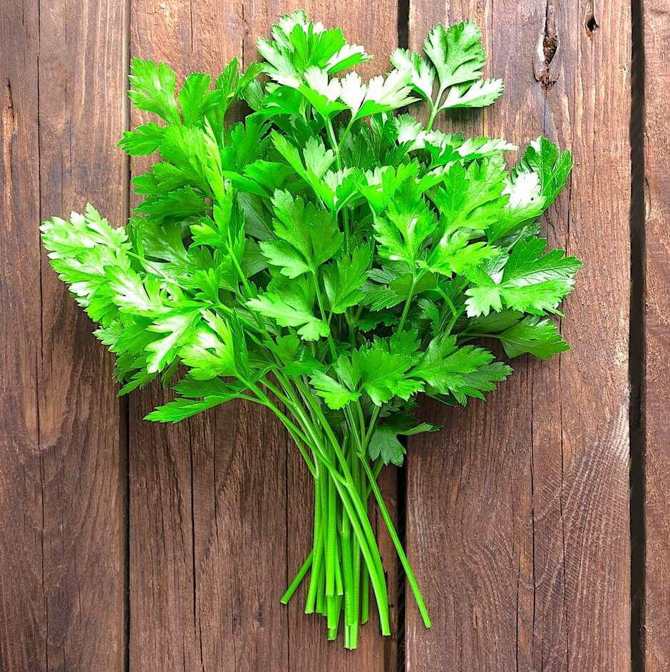 Giant Parsley Seeds - Petroselinum Crispum - Semi Strani