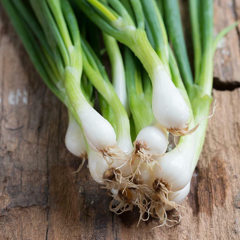 Spring Onion 'White Lisbon' | Allium cepa | De Bolster Organic Seeds