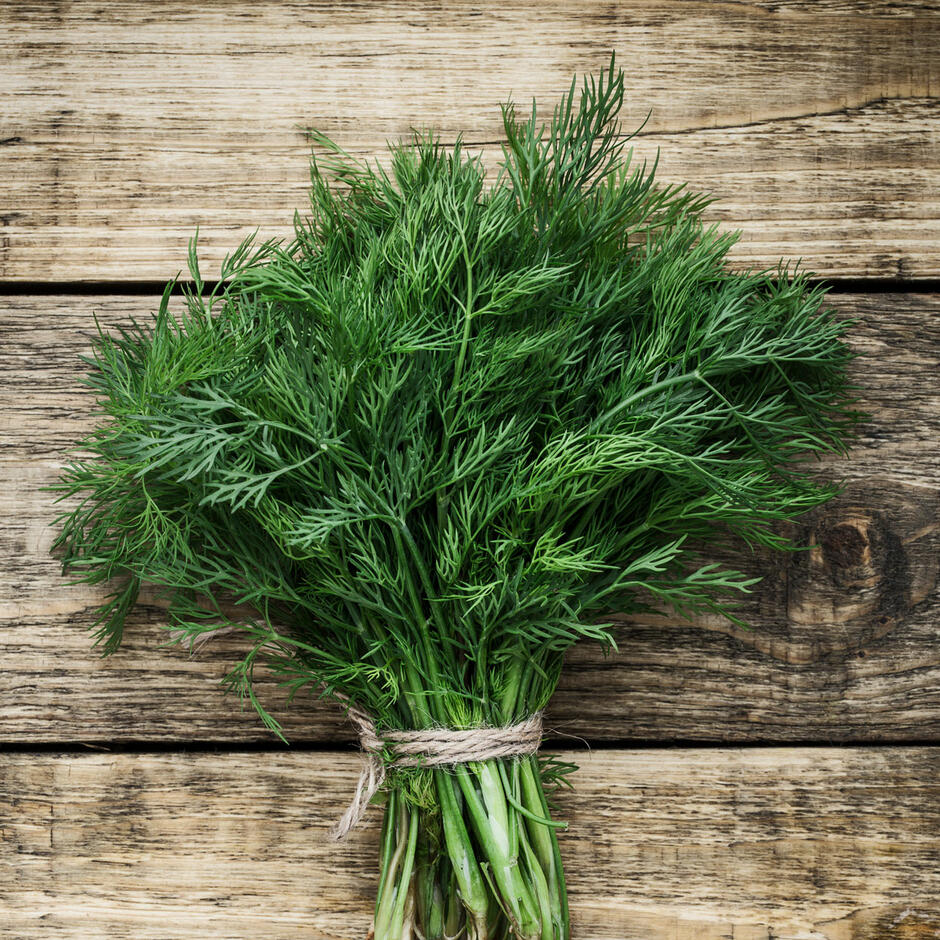 The Real Dill - Wild Mountain Seeds