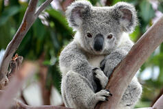 Где живёт коала, какого она цвета, чем питается это сумчатое животное