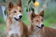 Dingoes - dingo Photo (40143318) - Fanpop