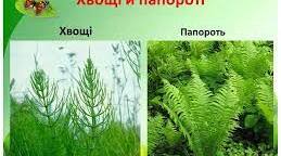 Хвощi  та папоротi