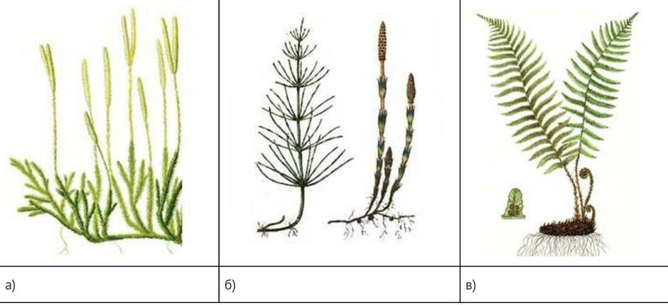 Какие группы растений изображены на рисунках. Плауны хвощи папоротники. Высшие споровые растения папоротники. Споровые растения хвощи плауны папоротники. Высшие папоротники хвощи.