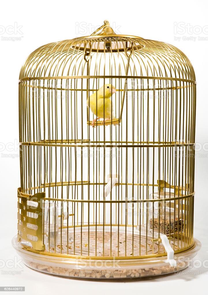 Canary Bird In Cage Stock Photo - Download Image Now - iStock
