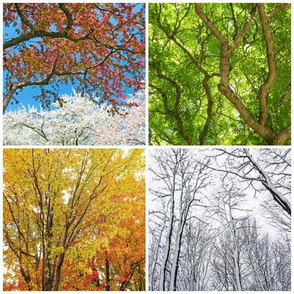 Why do we have seasons? | Let's Talk Science