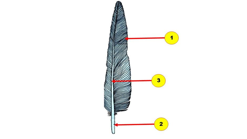 0201hnlh-75c8-940x529.jpg