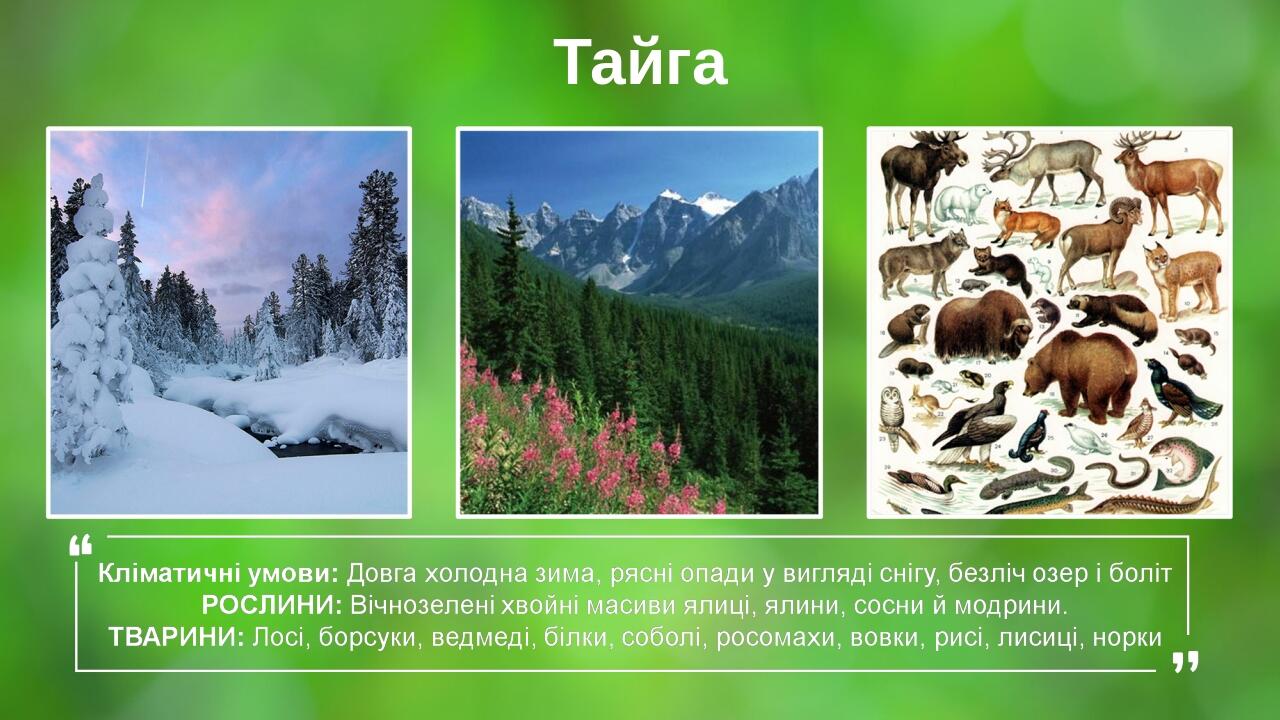 Тайга Your Picture Here Your Picture Here Your Picture Here BASIC LAYOUT