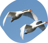 0201hodm-1df4-158x140.png
