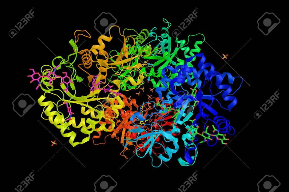 Proteína 1 Similar A Quitinasa 3, Una Glicoproteína Secretada Expresada Y Secretada Por Diversos Tipos De Células, Incluidos Macrófagos, Condrocitos, Células Sinoviales Similares A Fibroblastos Y Células Estrelladas Hepáticas. Fotos, Retratos, Imágenes