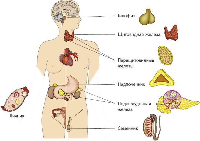 Залози внутрішньої секреції. Що це таке, гормони, таблиця, функції, класифікація, будова, захворювання