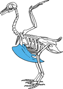 0201hz0p-b785-215x306.png