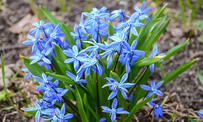 Рейтинг 15 весняних ранніх квітів - ранні весняні квіти, приклади, огляд - Howtogrow.news