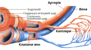 (Копія) Система кровообігу. Серце. Кровоносні судини.