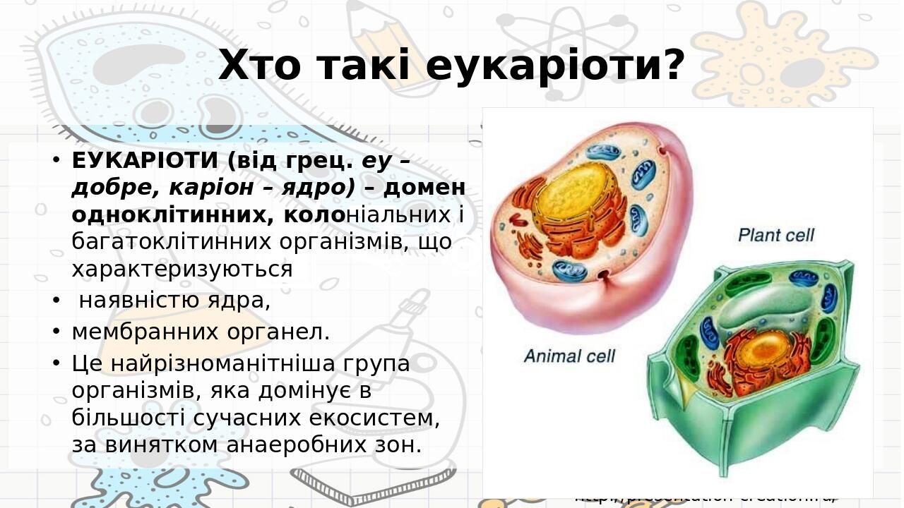 Хто такі еукаріоти? ЕУКАРІОТИ (від грец. еу – добре, каріон – ядро) – домен одноклітинних, колоніальних і багатоклітинних організмів, що характериз...