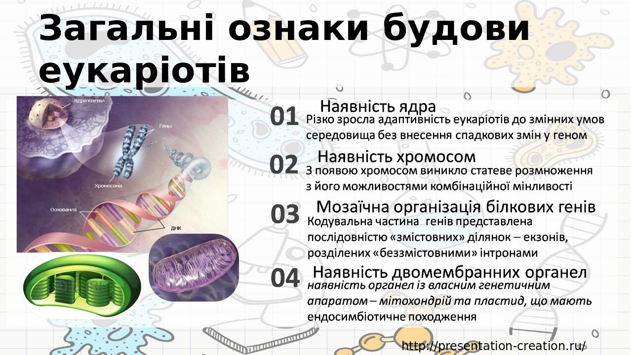 Загальні ознаки будови еукаріотів http://presentation-creation.ru/
