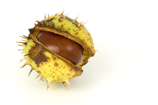 Chestnut | Free Stock Photo | A chestnut conker in its shell isolated on a white background | # 6078