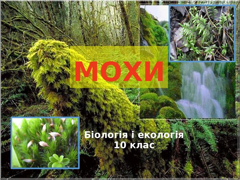 мохи Біологія і екологія 10 клас