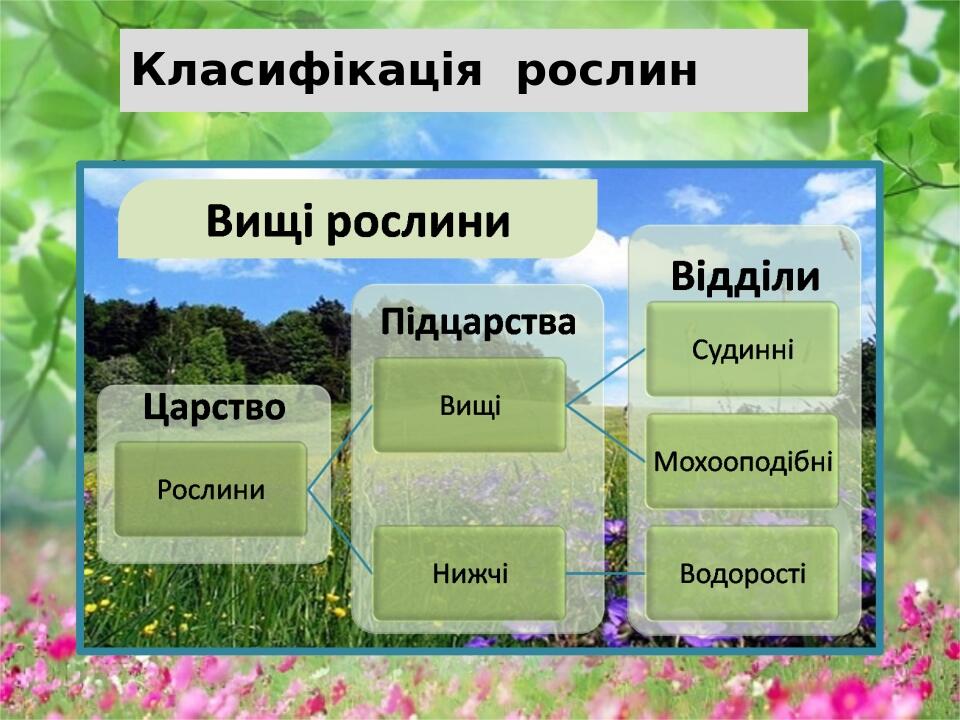 Класифікація рослин
