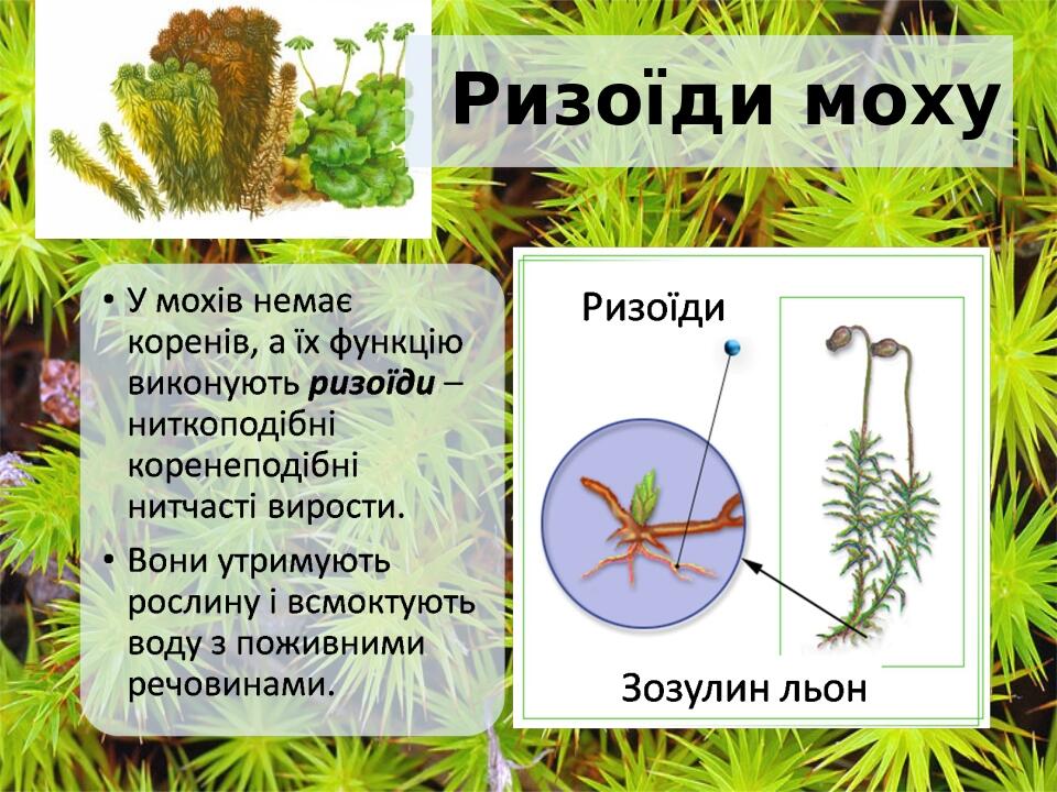 Ризоїди моху