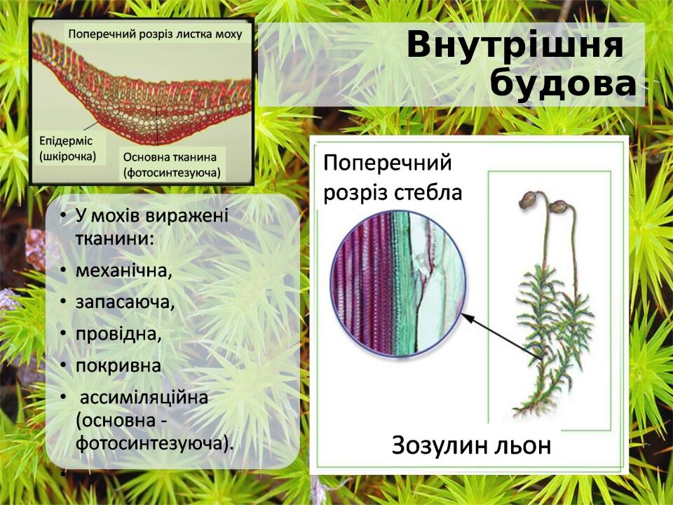 Внутрішня будова