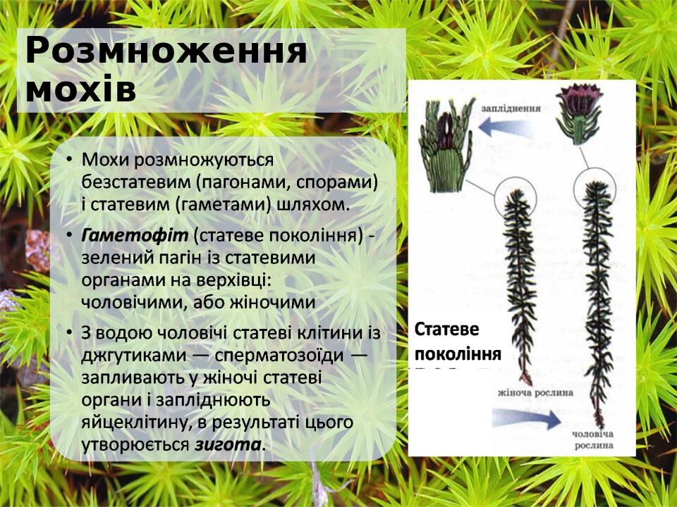 Розмноження мохів