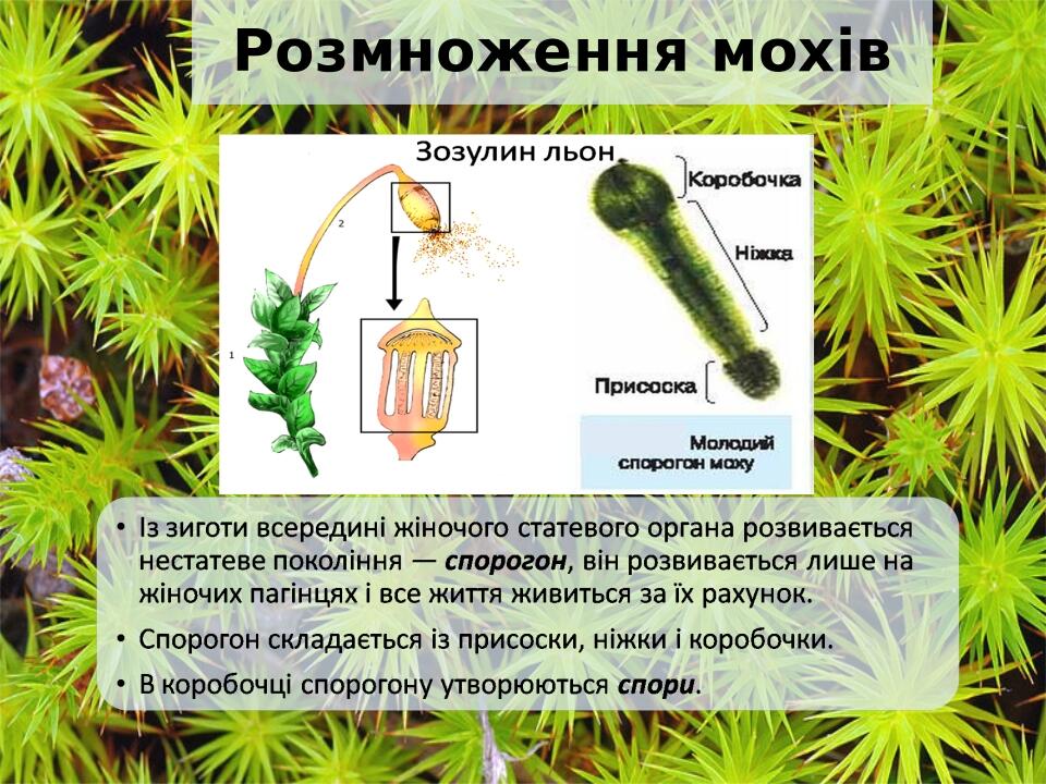 Розмноження мохів