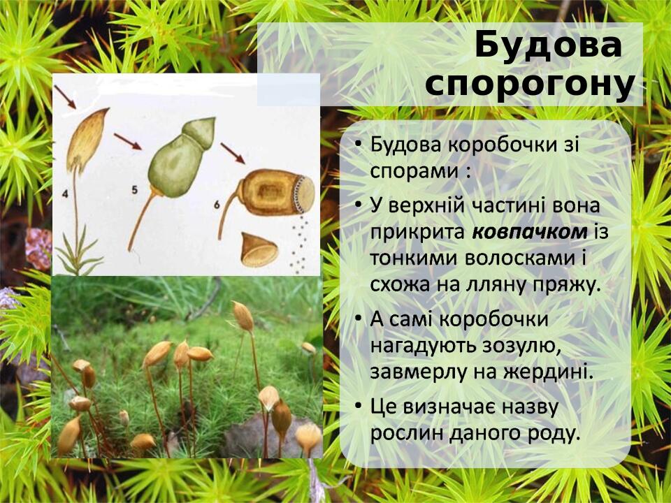 Будова спорогону