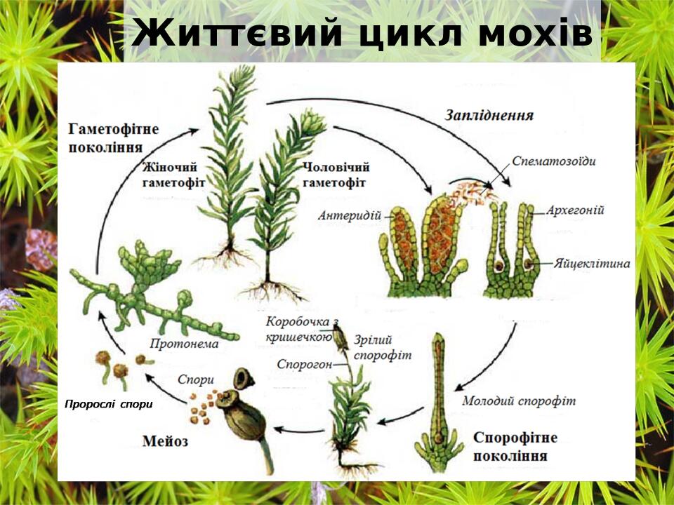 Життєвий цикл мохів
