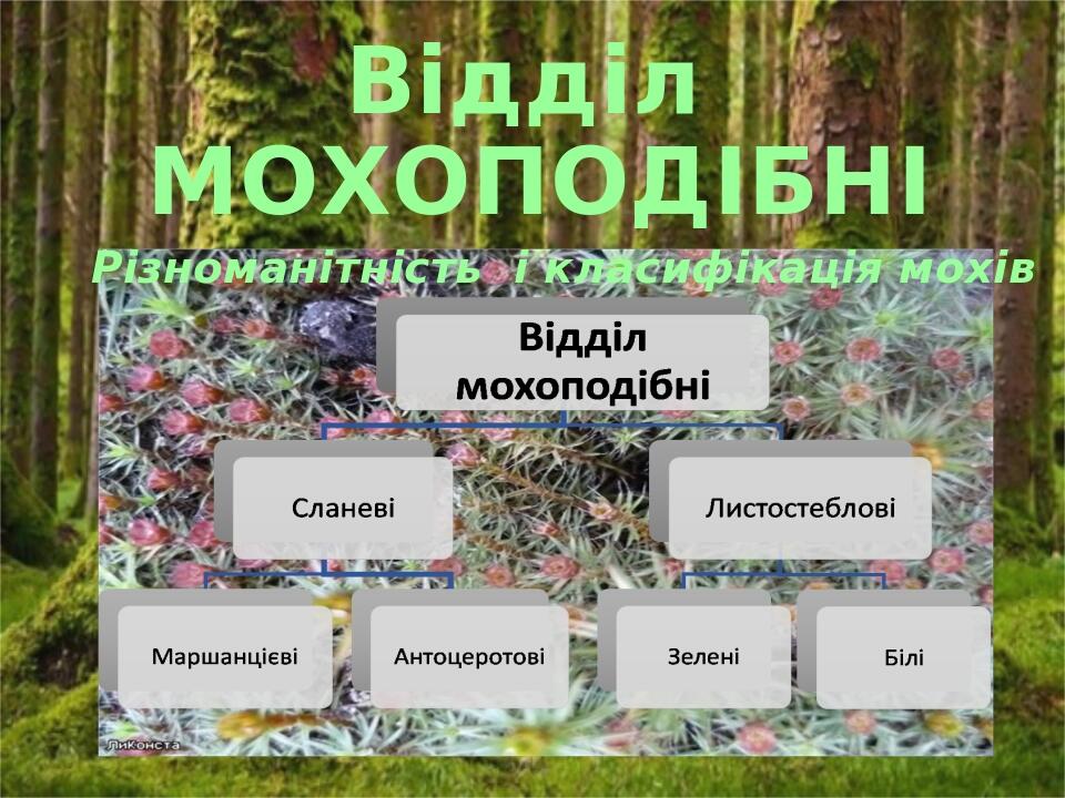 Відділ МОХОПОДІБНІ Різноманітність і класифікація мохів