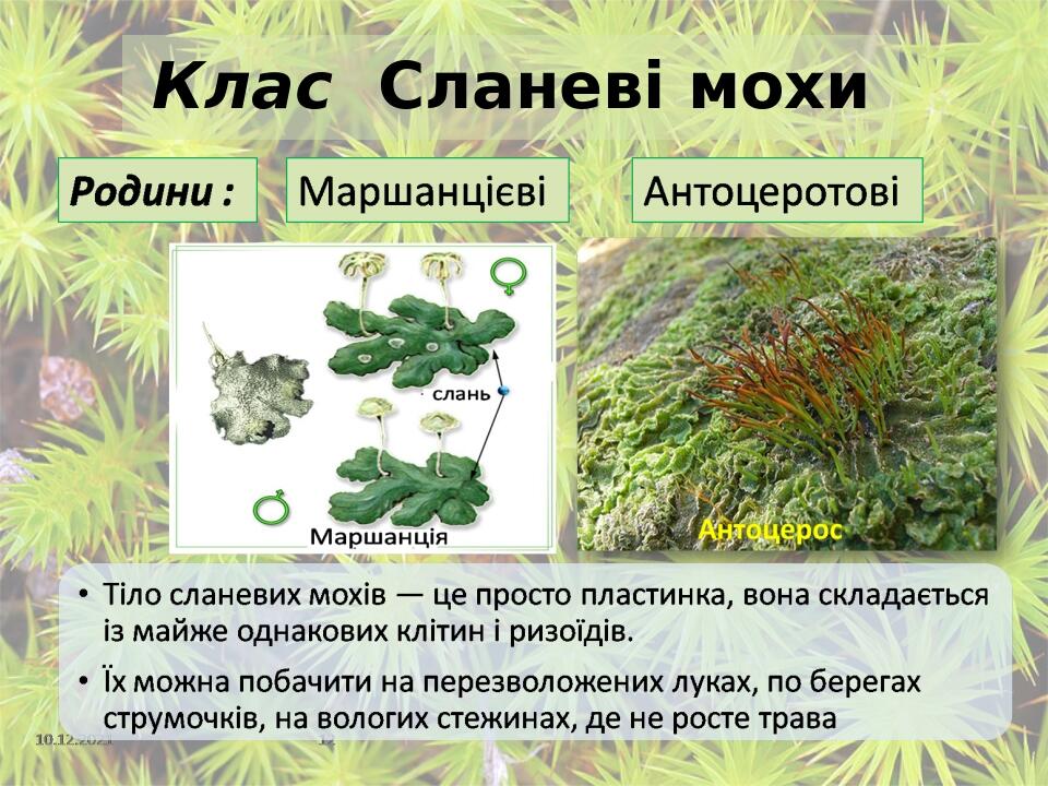 Клас Сланеві мохи