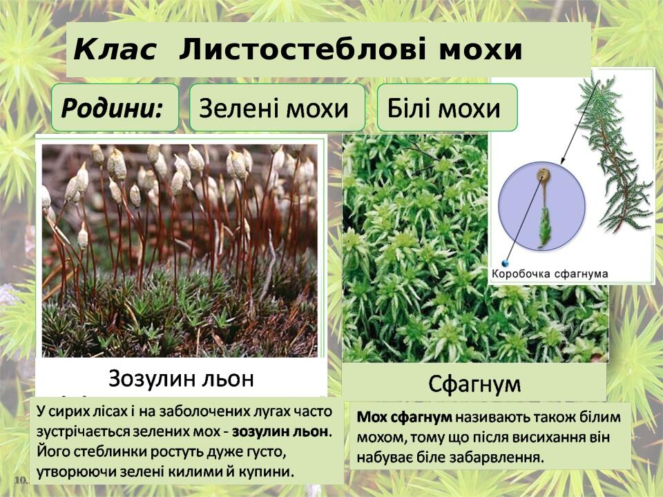 Клас Листостеблові мохи