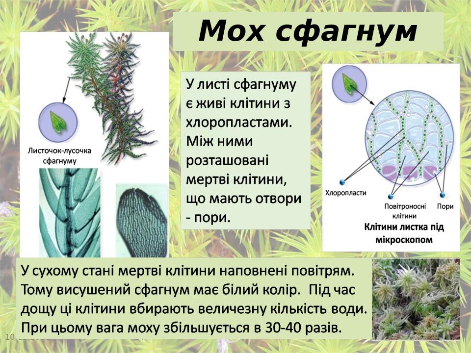Мох сфагнум