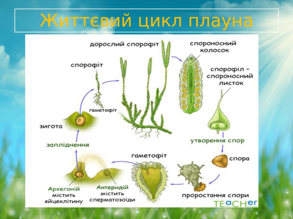 Життєвий цикл плауна