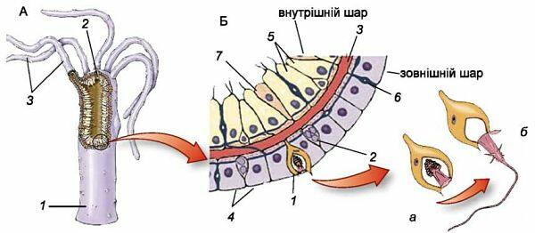 5. Кишковопорожнинні (жалкі)