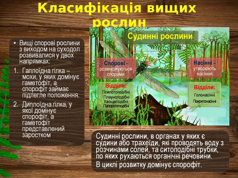 Класифікація вищих рослин
