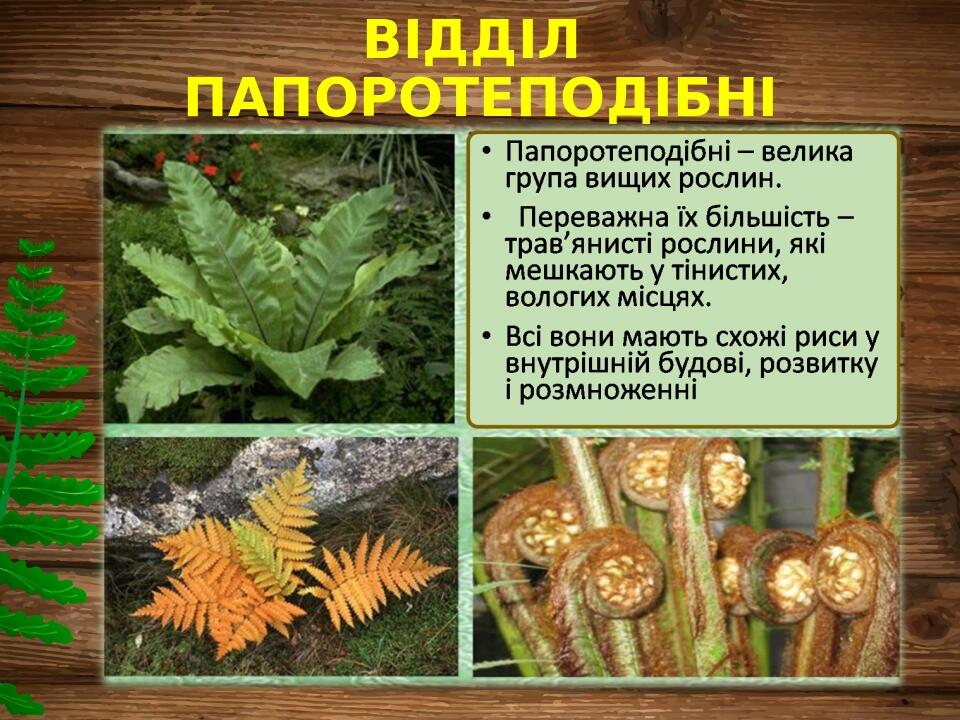ВІДДІЛ ПАПОРОТЕПОДІБНІ