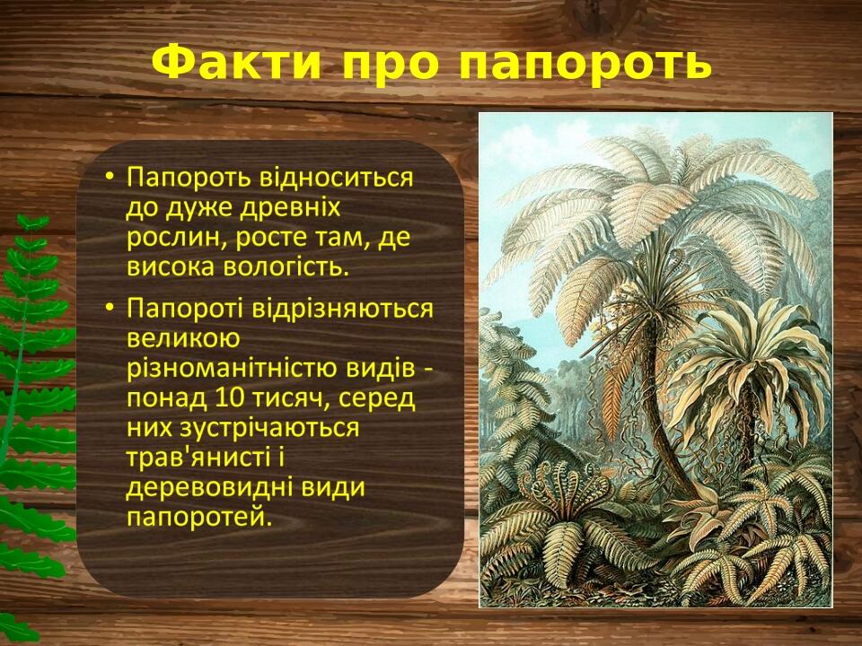 Факти про папороть