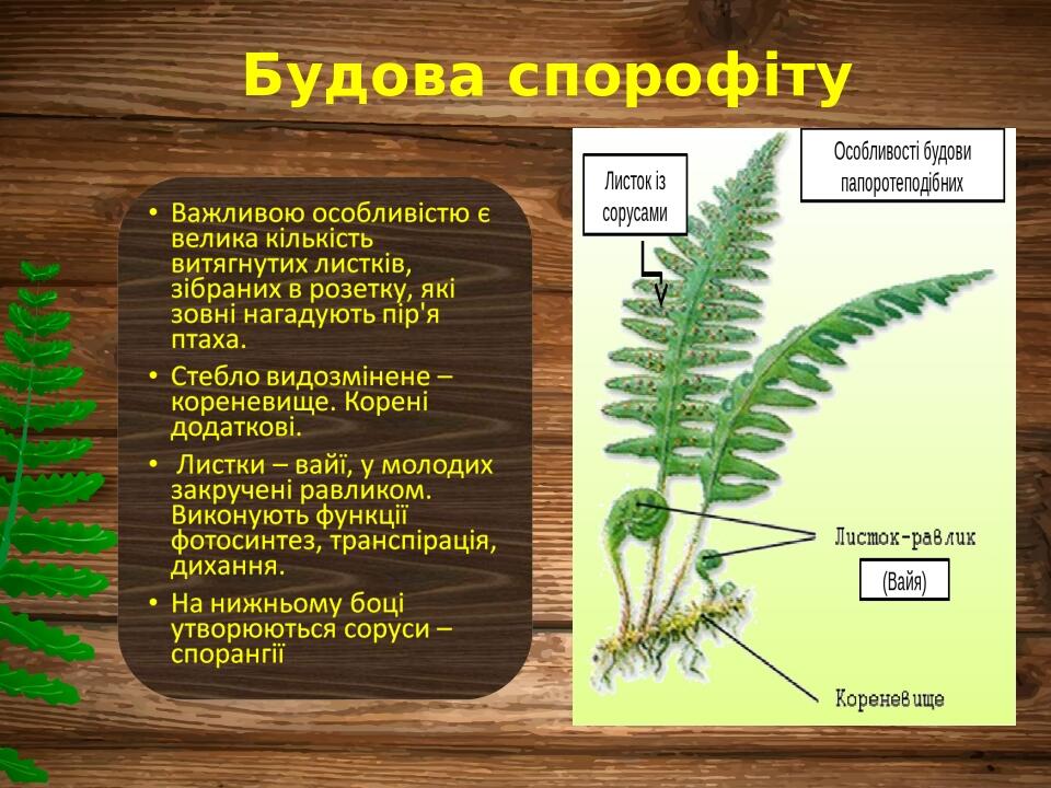 Будова спорофіту