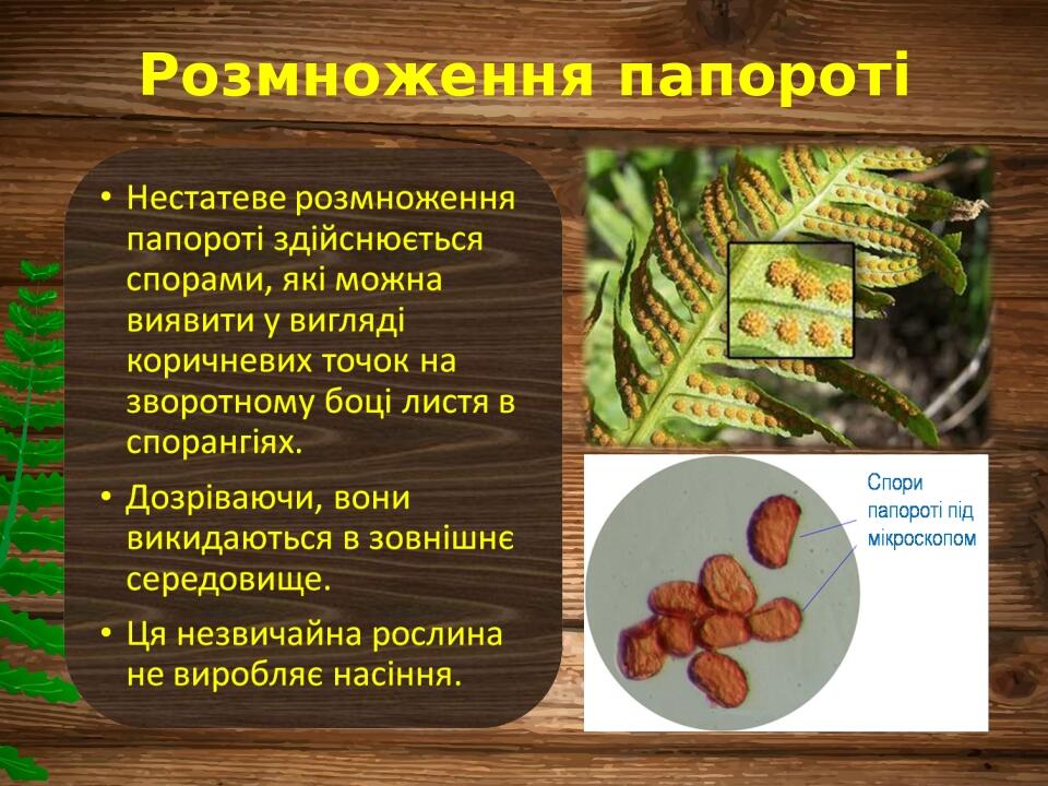 Розмноження папороті