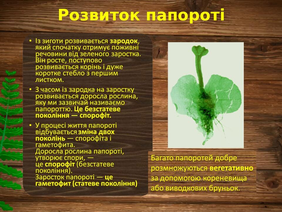 Розвиток папороті