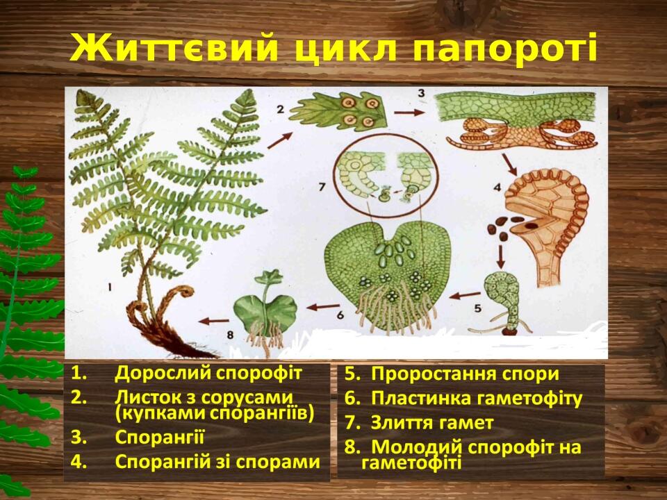 Життєвий цикл папороті