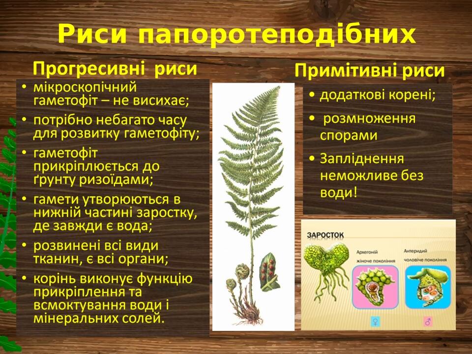Риси папоротеподібних