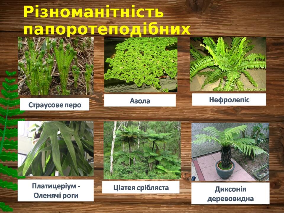 Різноманітність папоротеподібних