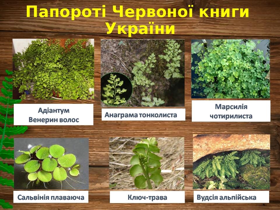 Папороті Червоної книги України