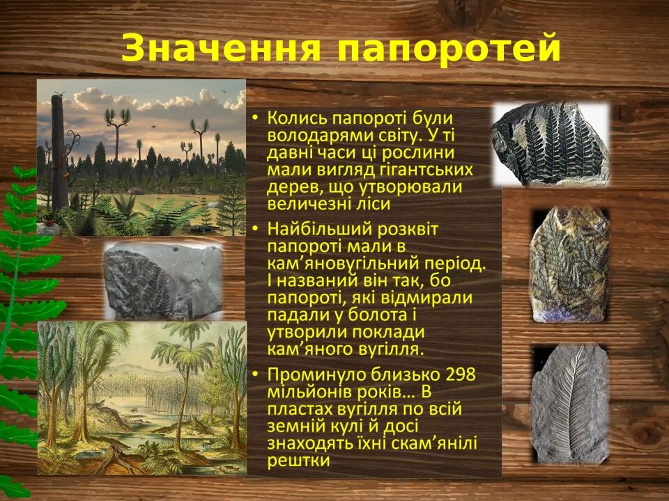 Значення папоротей
