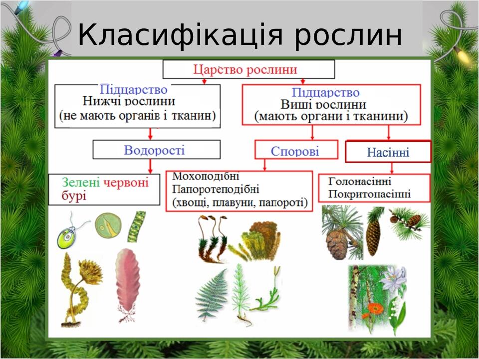 Класифікація рослин