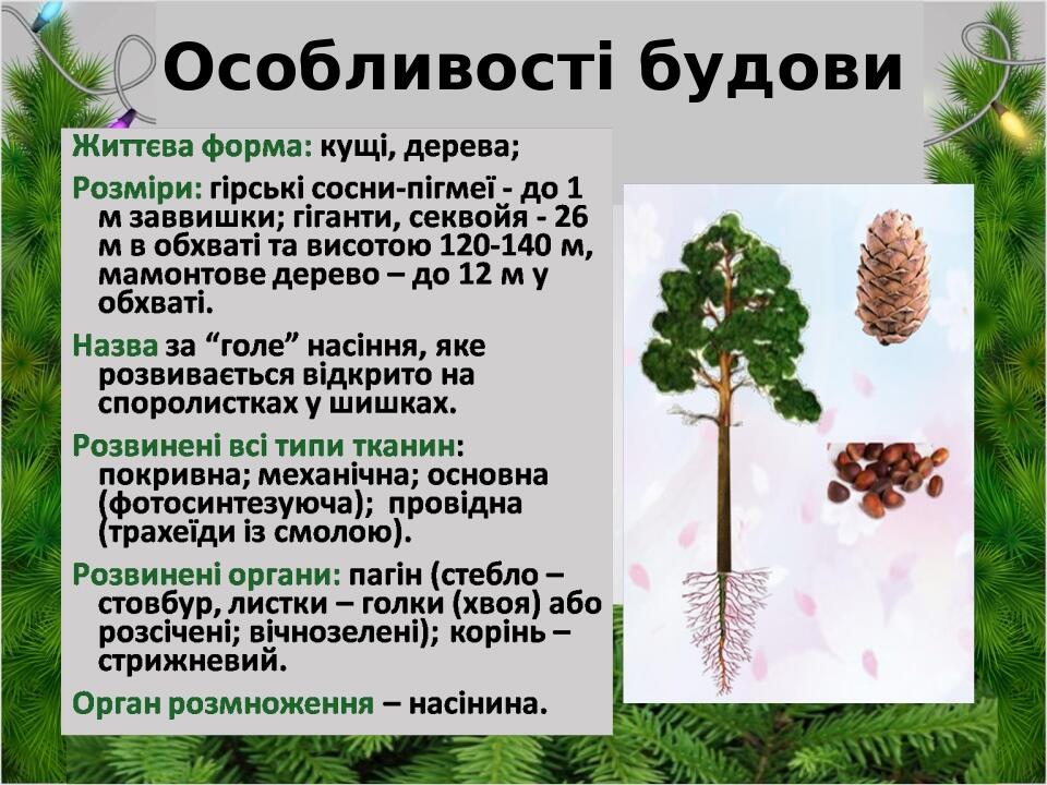 Особливості будови