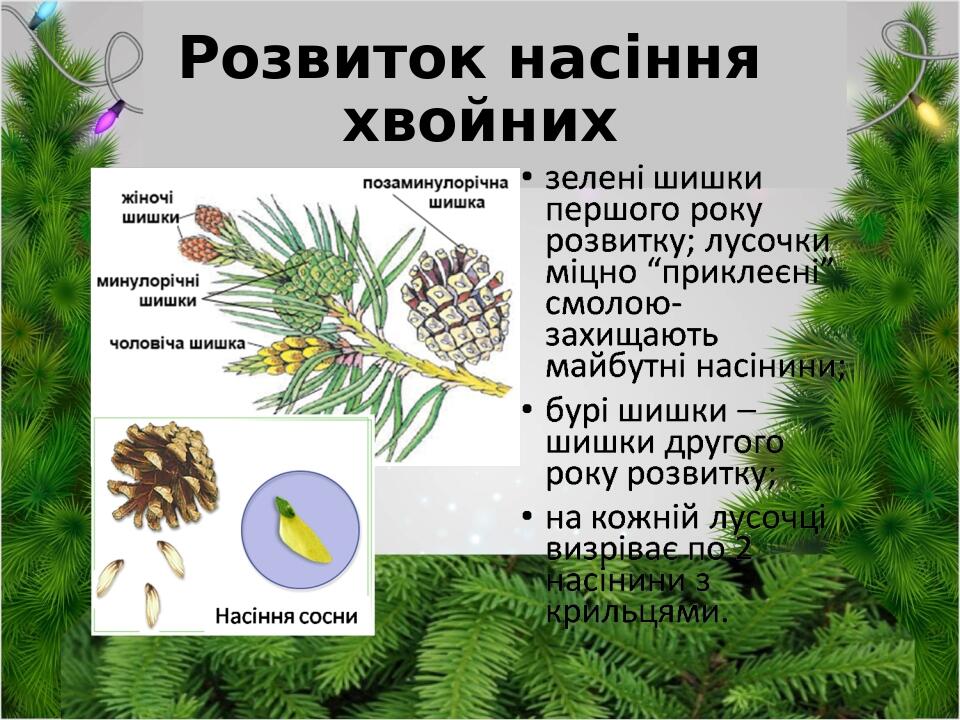 Розвиток насіння хвойних