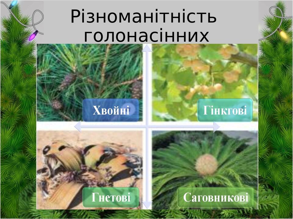Різноманітність голонасінних