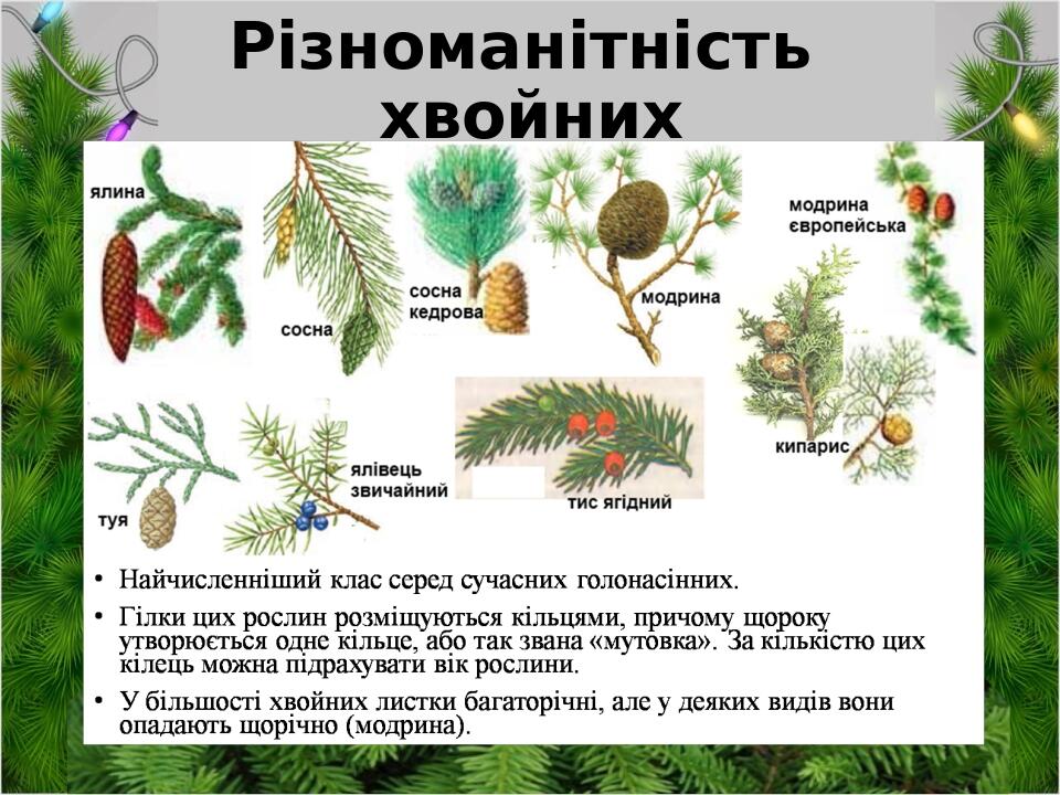 Різноманітність хвойних